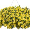 Proven Winners® Calibrachoa - Superbells Lemon Slice - 4 Plants Per Pack - Flowering Spring Annual - 6" Tall by 6" Wide in 1.56 PW Pot - Image 5