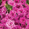 Proven Winners® Calibrachoa - Superbells Doublette Love Swept - 4 Plants Per Pack - Flowering Spring Annual - 6" Tall by 6" Wide in 1.56 PW Pot - Image 5