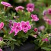 Proven Winners® Calibrachoa - Superbells Doublette Love Swept - 4 Plants Per Pack - Flowering Spring Annual - 6" Tall by 6" Wide in 1.56 PW Pot - Image 3