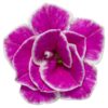 Proven Winners® Calibrachoa - Superbells Doublette Love Swept - 4 Plants Per Pack - Flowering Spring Annual - 6" Tall by 6" Wide in 1.56 PW Pot - Image 4