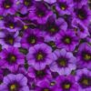 Proven Winners® Calibrachoa - Superbells Grape Punch - 4 Plants Per Pack - Flowering Spring Annual - 6" Tall by 6" Wide in 1.56 PW Pot - Image 6