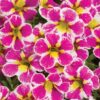 Proven Winners® Calibrachoa - Superbells Holy Cow! - 4 Plants Per Pack - Flowering Spring Annual - 6" Tall by 6" Wide in 1.56 PW Pot - Image 4