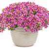 Proven Winners® Calibrachoa - Superbells Holy Cow! - 4 Plants Per Pack - Flowering Spring Annual - 6" Tall by 6" Wide in 1.56 PW Pot - Image 3