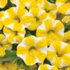 Proven Winners® Calibrachoa - Superbells Lemon Slice - 4 Plants Per Pack - Flowering Spring Annual - 6" Tall by 6" Wide in 1.56 PW Pot - Image 3