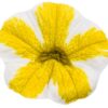 Proven Winners® Calibrachoa - Superbells Lemon Slice - 4 Plants Per Pack - Flowering Spring Annual - 6" Tall by 6" Wide in 1.56 PW Pot - Image 4