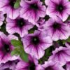 Proven Winners® Petunia - Supertunia Bordeaux - 4 Plants Per Pack - Flowering Spring Annual - 6" Tall by 6" Wide in 1.56 PW Pot - Image 7