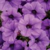 Proven Winners® Petunia - Supertunia Mini Vista Indigo - 4 Plants Per Pack - Flowering Spring Annual - 6" Tall by 6" Wide in 1.56 PW Pot - Image 3