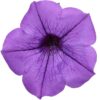 Proven Winners® Petunia - Supertunia Mini Vista Indigo - 4 Plants Per Pack - Flowering Spring Annual - 6" Tall by 6" Wide in 1.56 PW Pot - Image 4