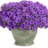 Proven Winners® Petunia - Supertunia Mini Vista Indigo - 4 Plants Per Pack - Flowering Spring Annual - 6" Tall by 6" Wide in 1.56 PW Pot - Image 2