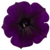 Proven Winners® Petunia - Supertunia Mini Vista Midnight - 4 Plants Per Pack - Flowering Spring Annual - 6" Tall by 6" Wide in 1.56 PW Pot - Image 5