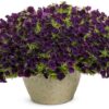 Proven Winners® Petunia - Supertunia Mini Vista Midnight - 4 Plants Per Pack - Flowering Spring Annual - 6" Tall by 6" Wide in 1.56 PW Pot - Image 3