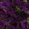 Proven Winners® Petunia - Supertunia Mini Vista Midnight - 4 Plants Per Pack - Flowering Spring Annual - 6" Tall by 6" Wide in 1.56 PW Pot - Image 2