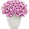 Proven Winners® Petunia - Supertunia Mini Vista Pink Star - 4 Plants Per Pack - Flowering Spring Annual - 6" Tall by 6" Wide in 1.56 PW Pot - Image 3