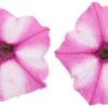 Proven Winners® Petunia - Supertunia Mini Vista Pink Star - 4 Plants Per Pack - Flowering Spring Annual - 6" Tall by 6" Wide in 1.56 PW Pot - Image 4