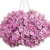 Proven Winners® Petunia - Supertunia Mini Vista Pink Star - 4 Plants Per Pack - Flowering Spring Annual - 6" Tall by 6" Wide in 1.56 PW Pot - Image 5