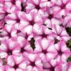 Proven Winners® Petunia - Supertunia Mini Vista Pink Star - 4 Plants Per Pack - Flowering Spring Annual - 6" Tall by 6" Wide in 1.56 PW Pot - Image 6
