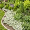 Proven Winners® Petunia - Supertunia Vista Snowdrift - 4 Plants Per Pack - Flowering Spring Annual - 6" Tall by 6" Wide in 1.56 PW Pot - Image 3