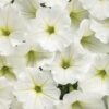 Proven Winners® Petunia - Supertunia Vista Snowdrift - 4 Plants Per Pack - Flowering Spring Annual - 6" Tall by 6" Wide in 1.56 PW Pot - Image 5