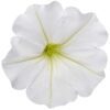 Proven Winners® Petunia - Supertunia Vista Snowdrift - 4 Plants Per Pack - Flowering Spring Annual - 6" Tall by 6" Wide in 1.56 PW Pot - Image 4