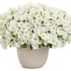 Proven Winners® Petunia - Supertunia Vista Snowdrift - 4 Plants Per Pack - Flowering Spring Annual - 6" Tall by 6" Wide in 1.56 PW Pot - Image 2