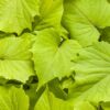 Proven Winners® Ipomoea (Sweet Potato Vine) - Sweet Caroline Green With Envy - 4 Plants Per Pack - Trailing Spring Plant - 6" Tall by 6" Wide in 1.56 PW Pot - Image 3