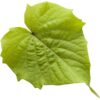 Proven Winners® Ipomoea (Sweet Potato Vine) - Sweet Caroline Green With Envy - 4 Plants Per Pack - Trailing Spring Plant - 6" Tall by 6" Wide in 1.56 PW Pot - Image 2