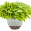 Proven Winners® Ipomoea (Sweet Potato Vine) - Sweet Caroline Green With Envy - 4 Plants Per Pack - Trailing Spring Plant - 6" Tall by 6" Wide in 1.56 PW Pot