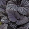 Proven Winners® Ipomoea (Sweet Potato Vine) - Sweet Caroline Jet Black - 4 Plants Per Pack - Trailing Spring Plant - 6" Tall by 6" Wide in 1.56 PW Pot - Image 5
