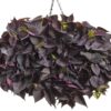 Proven Winners® Ipomoea (Sweet Potato Vine) - Sweet Caroline Jet Black - 4 Plants Per Pack - Trailing Spring Plant - 6" Tall by 6" Wide in 1.56 PW Pot - Image 3