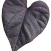 Proven Winners® Ipomoea (Sweet Potato Vine) - Sweet Caroline Jet Black - 4 Plants Per Pack - Trailing Spring Plant - 6" Tall by 6" Wide in 1.56 PW Pot - Image 4