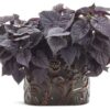 Proven Winners® Ipomoea (Sweet Potato Vine) - Sweet Caroline Jet Black - 4 Plants Per Pack - Trailing Spring Plant - 6" Tall by 6" Wide in 1.56 PW Pot - Image 6