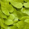 Proven Winners® Ipomoea (Sweet Potato Vine) - Sweet Caroline Lime - 4 Plants Per Pack - Trailing Spring Plant - 6" Tall by 6" Wide in 1.56 PW Pot - Image 4