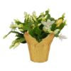 Live Flowering Thanksgiving/Christmas Cactus (Zygocactus) - White - Beautiful Holiday Decor - 7" Tall by 7" Wide in 1.25 Qt Pot with Deco Cover