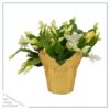 Live Flowering Thanksgiving/Christmas Cactus (Zygocactus) - White - Beautiful Holiday Decor - 7" Tall by 7" Wide in 1.25 Qt Pot with Deco Cover - Image 2