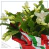 Live Flowering Thanksgiving/Christmas Cactus (Zygocactus) - White - Beautiful Holiday Decor - 7" Tall by 7" Wide in 1.25 Qt Pot with Deco Cover - Image 3