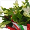 Live Flowering Thanksgiving/Christmas Cactus (Zygocactus) - White - Beautiful Holiday Decor - 7" Tall by 7" Wide in 1.25 Qt Pot with Deco Cover - Image 7
