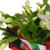 Live Flowering Thanksgiving/Christmas Cactus (Zygocactus) - White - Beautiful Holiday Decor - 7" Tall by 7" Wide in 1.25 Qt Pot with Deco Cover - Image 10