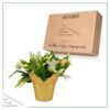 Live Flowering Thanksgiving/Christmas Cactus (Zygocactus) - White - Beautiful Holiday Decor - 7" Tall by 7" Wide in 1.25 Qt Pot with Deco Cover - Image 5