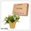 Live Flowering Thanksgiving/Christmas Cactus (Zygocactus) - White - Beautiful Holiday Decor - 7" Tall by 7" Wide in 1.25 Qt Pot with Deco Cover - Image 9