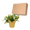 Live Flowering Thanksgiving/Christmas Cactus (Zygocactus) - White - Beautiful Holiday Decor - 7" Tall by 7" Wide in 1.25 Qt Pot with Deco Cover - Image 12