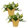 Live Flowering Thanksgiving/Christmas Cactus (Zygocactus) - White (2 Plants Per Pack) - Beautiful Holiday Décor - 5" Tall by 5" Wide in 1 Pt Pot with Deco Cover