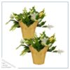 Live Flowering Thanksgiving/Christmas Cactus (Zygocactus) - White (2 Plants Per Pack) - Beautiful Holiday Décor - 5" Tall by 5" Wide in 1 Pt Pot with Deco Cover - Image 2