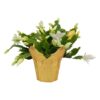 Live Flowering Thanksgiving/Christmas Cactus (Zygocactus) - White (2 Plants Per Pack) - Beautiful Holiday Décor - 5" Tall by 5" Wide in 1 Pt Pot with Deco Cover - Image 3