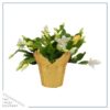 Live Flowering Thanksgiving/Christmas Cactus (Zygocactus) - White (2 Plants Per Pack) - Beautiful Holiday Décor - 5" Tall by 5" Wide in 1 Pt Pot with Deco Cover - Image 4