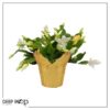 Live Flowering Thanksgiving/Christmas Cactus (Zygocactus) - White (2 Plants Per Pack) - Beautiful Holiday Décor - 5" Tall by 5" Wide in 1 Pt Pot with Deco Cover - Image 12