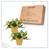 Live Flowering Thanksgiving/Christmas Cactus (Zygocactus) - White (2 Plants Per Pack) - Beautiful Holiday Décor - 5" Tall by 5" Wide in 1 Pt Pot with Deco Cover - Image 6