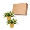 Live Flowering Thanksgiving/Christmas Cactus (Zygocactus) - White (2 Plants Per Pack) - Beautiful Holiday Décor - 5" Tall by 5" Wide in 1 Pt Pot with Deco Cover - Image 10