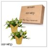 Live Flowering Thanksgiving/Christmas Cactus (Zygocactus) - White (2 Plants Per Pack) - Beautiful Holiday Décor - 5" Tall by 5" Wide in 1 Pt Pot with Deco Cover - Image 14