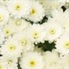 Live Hardy Chrysanthemum in Color Match Deco Cover  - White - Colorful Fall Mums - 15" Tall by 12" Wide in 1.15 Gal Deco Pot - Image 9