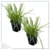 Live Ornamental Perennial Grass - White Pampas (2 Per Pack) - Showy Accent Plant - 12" Tall by 6" Wide in 1.5 Quart Pot - Image 2